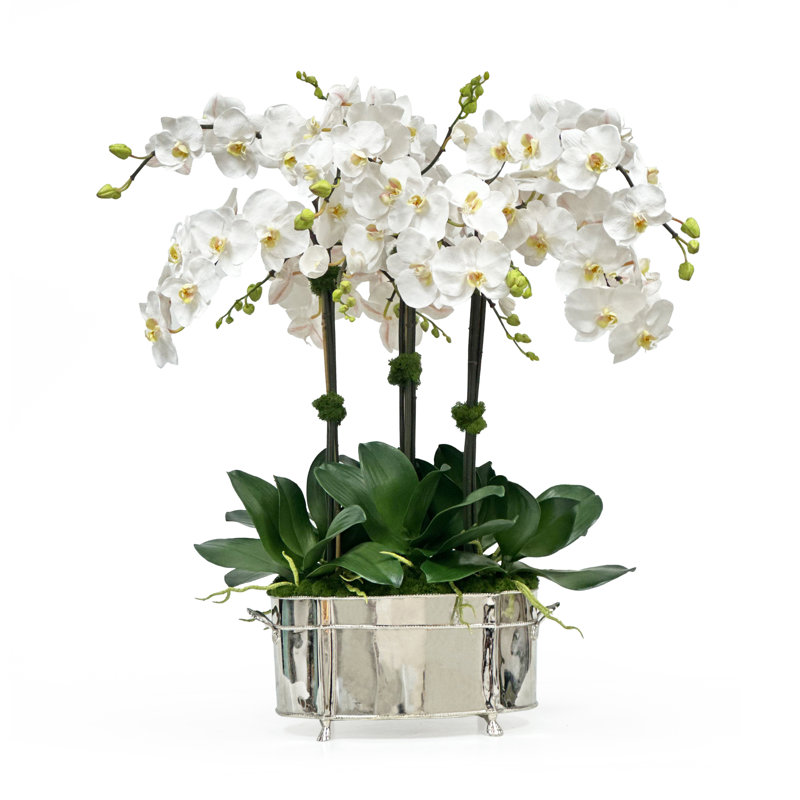 ORCHID IN BRASS PLANTER