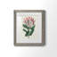 Protea N13 - Peinture encadrée-841114266-841114267