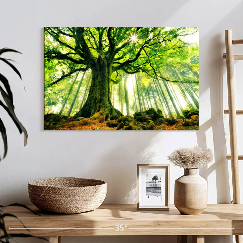 Hêtre Harnek Ponthus dans la forêt de Brocéliande, H 16 po x l 24 po