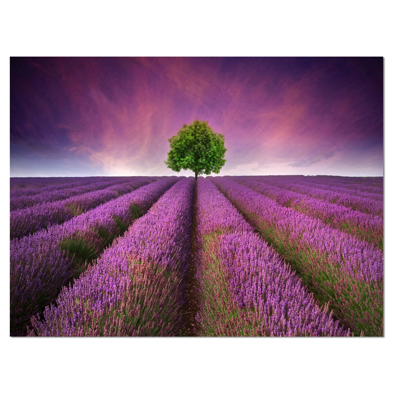 « lavande field coucher de soleil avec simple tree », reproduction de photo sur toile tendue, H 30 po x l 40 po x P 1 po