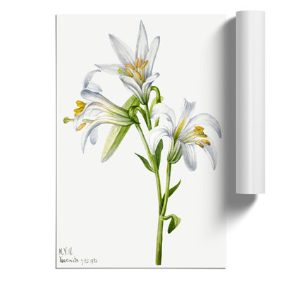 Washington Lily by Mary Vaux Walcott - No Frame Painting