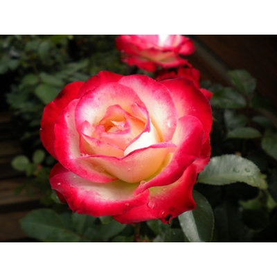 Dick Clark Grandiflora Rose - Live Starter Plant in a 4 Inch Pot - Fragrant Rose from Florida - Bold Fragrant Cherry-Pink Blooms