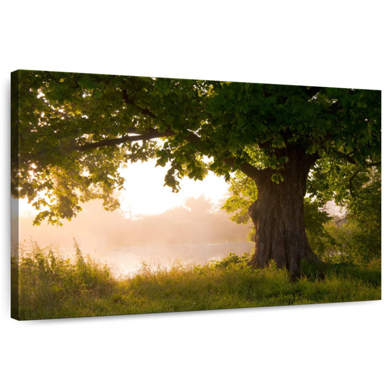 Harnek Oak Tree In Summer