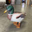 Statue mâle canard colvert