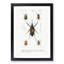 Weevil Beetle Illustrations by Charles DOrbigny - Framed Print-55612044-55612043