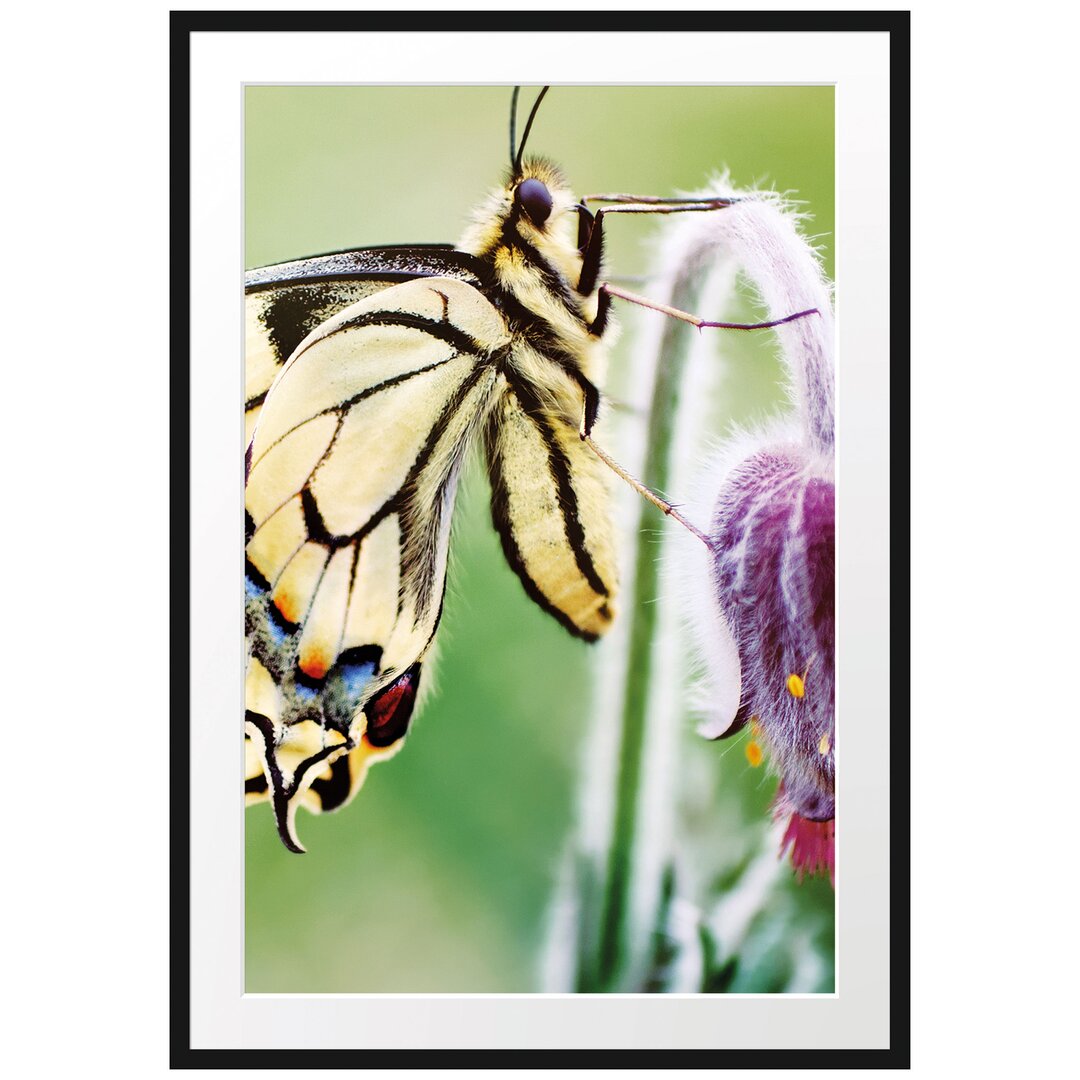 Gerahmtes Poster Schmetterling Schwalbenschwanz