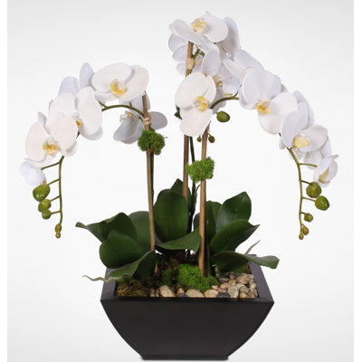 Orchid Arrangement in Pot