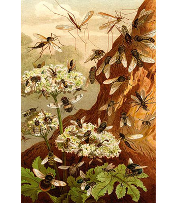 « abeilles » par f.w. kuhnert, reproduction d’art