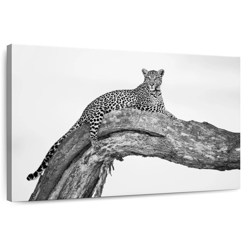 Brampt Resting African Leopard, 24" H x 36" W