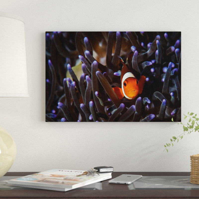 " A Clownfish " by Brook Peterson, 12" H x 18" W x 1.5" D, Wrapped Canvas, No Mat