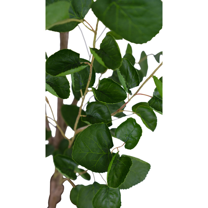 TREE EUCALPTUS POT 4FT