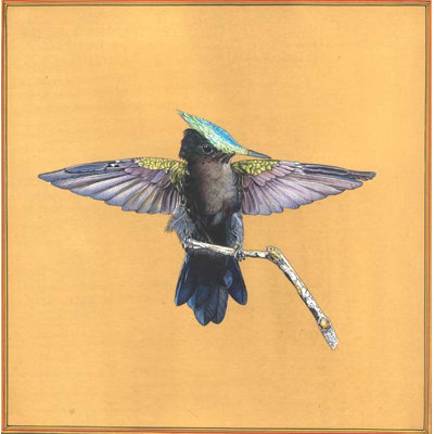 Colibri mâle à crête des Antilles | Aquarelle sur papier