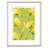 Tulip Poplar Set