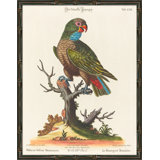 Green Parrots Giclee Print by Soicher Marin Archives