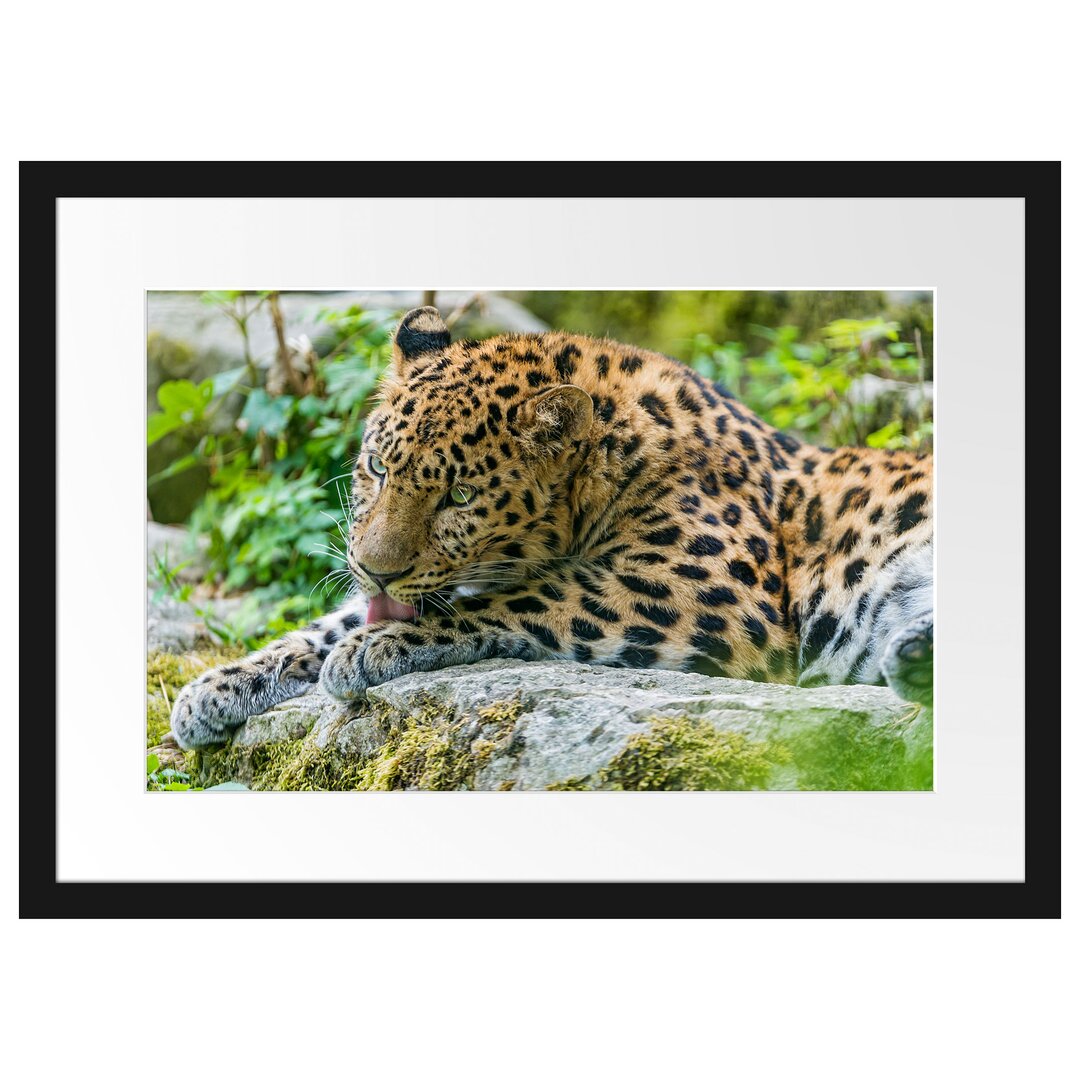 Gerahmtes Poster Leopard beim Putzen