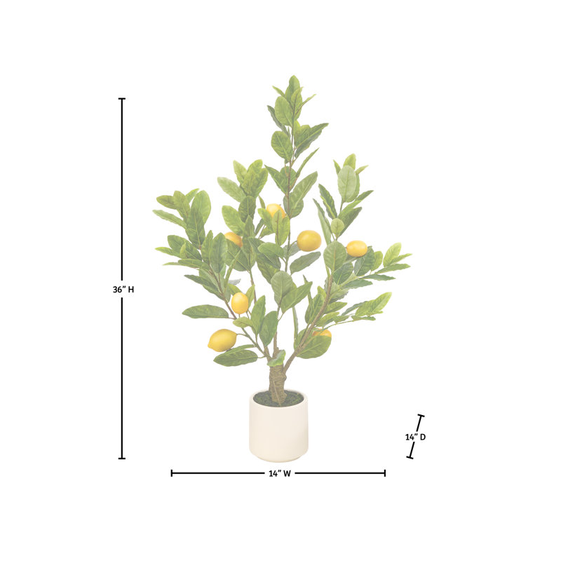 Citronnier toscan 3 'en pot