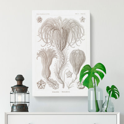 Crinoids by Ernst Haeckel - Wrapped Canvas
