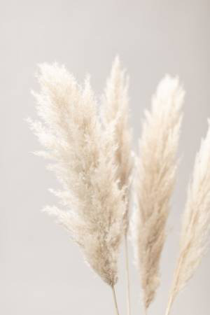 Pampas Grass 02
