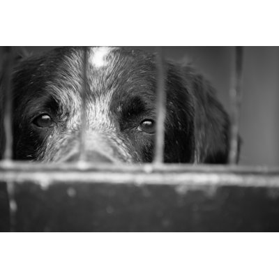 Caged Dog by Charly_Morlock - Wrapped Canvas Print