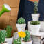 12 plantes grasses artificielles en pot