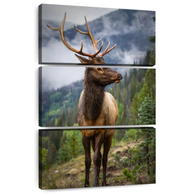 Wapiti dans les Rocheuses