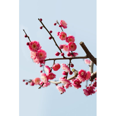 " Red Plum Blossom " by Chuyu