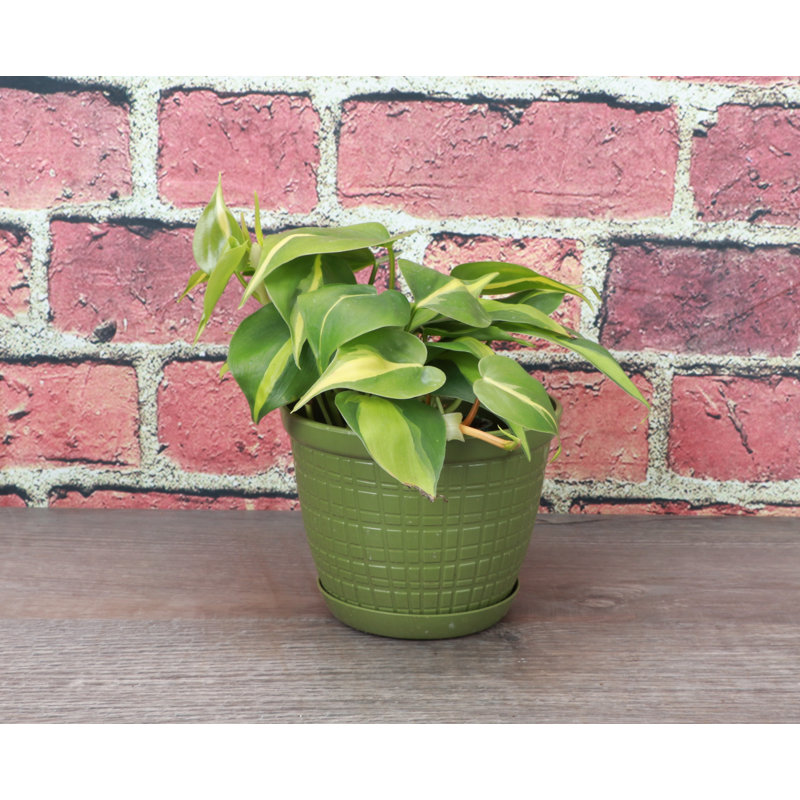 Live Brazil Philodendron Plant in Rustic Planter, Green