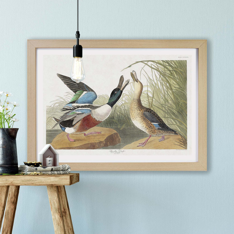Shoveller Duck by John James Audubon - Framed Print, 33cm H x 45cm W x 2cm D, Oak