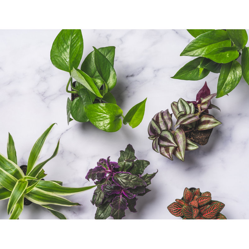 Assorted Easy Care Houseplants in 2" Plastic Pots
