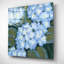 «Blue Hydrangeas I» par Tim O'Toole-1495891031