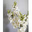 Cream Cymbidium Orchid 33"-1398070699