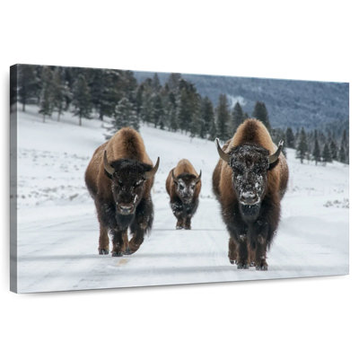 Brampt Bison In Yellowstone Photography