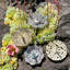 Dogwood Metal Ring Holder