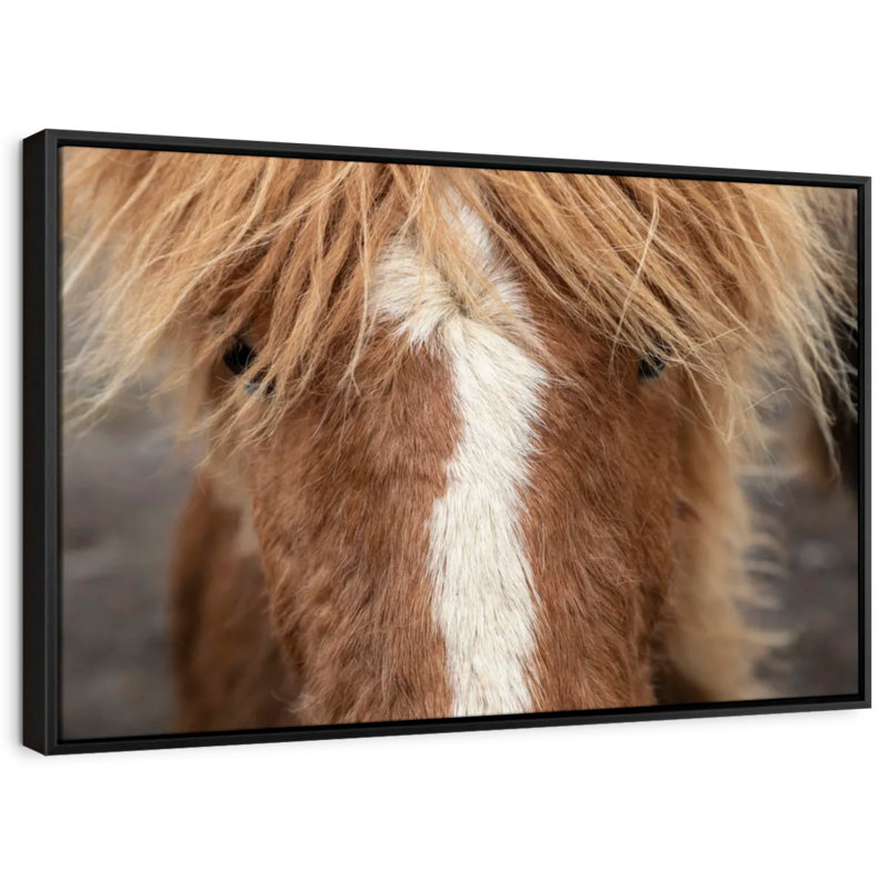 Animal, reproduction sur toile «Gros plan d'un cheval Islandais», H 9 po x l 13 po
