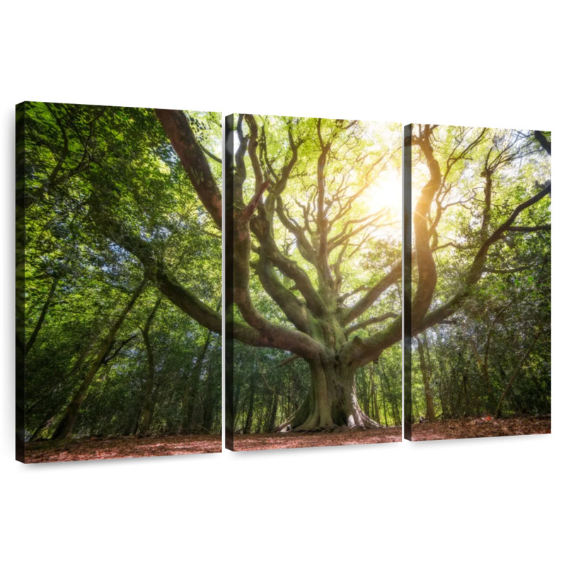 Grand vieux hêtre Harnek Broceliande, H 42 po x l 65 po