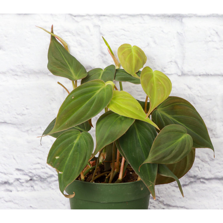 Thorsen's Greenhouse Live Philodendron Micans Plant in Hanging Pot