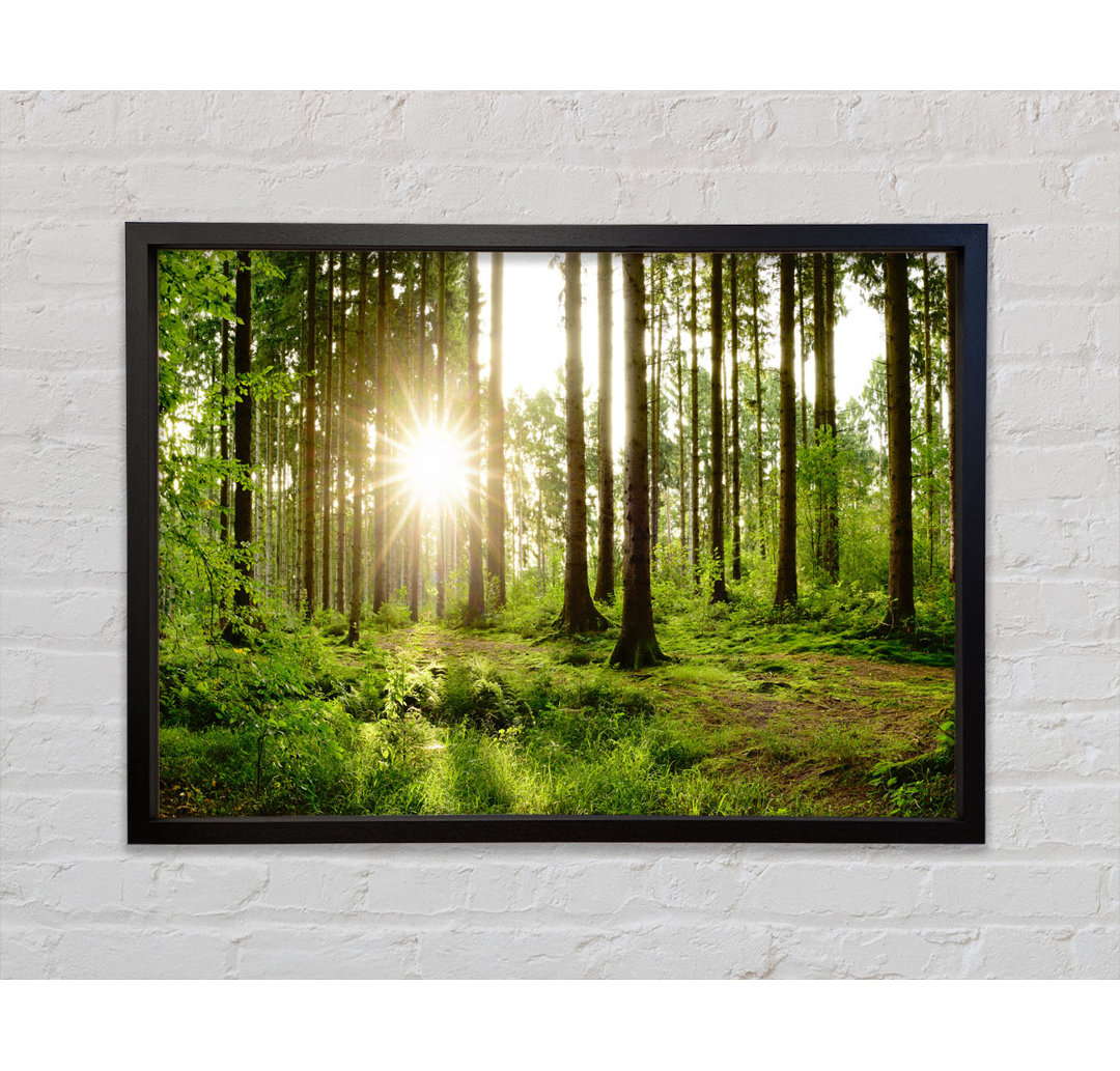 Sunshine In The Green Woodlands - Einzelner Bilderrahmen Kunstdrucke auf Leinwand