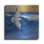 Highland Dunes «Seagulls with Gold Sky 2» par Shirley Novak, art mural en métal-82286539