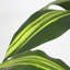 Arbre dracaena artificiel 5 'avec pot en plastique noir
