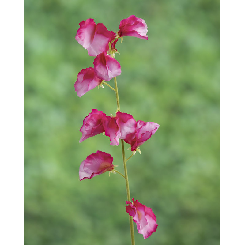 Sweet Pea, Dark Pink