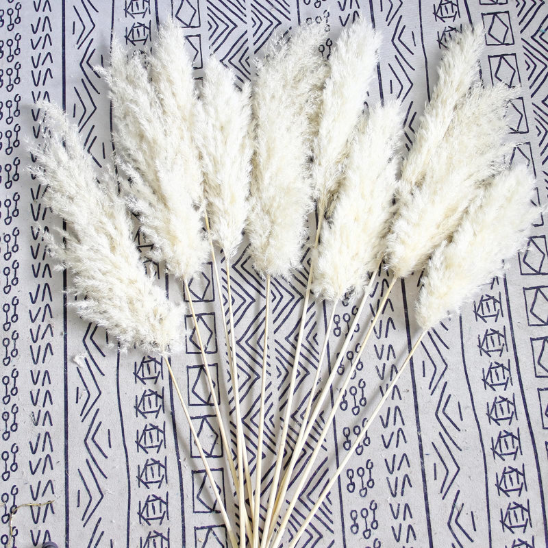 Plante grimpante 17 po Atalaya, 20, Blanc
