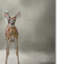 «Stand Strong Little Fawn» par Jai Johnson - Impression sur toile-31105613