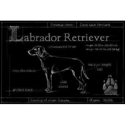 Blueprint Labrador Retriever by Ethan Harper - Painting Print
