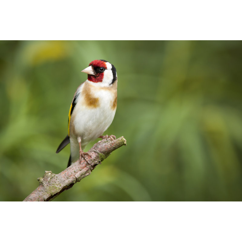 Goldfinch by Andrew_Howe - Wrapped Canvas Print, 20cm H x 30cm W