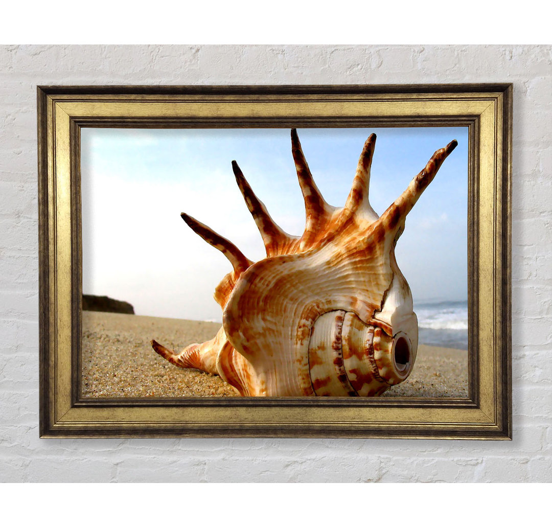 Gerahmter Fotodruck Whelk Shell On The Beach