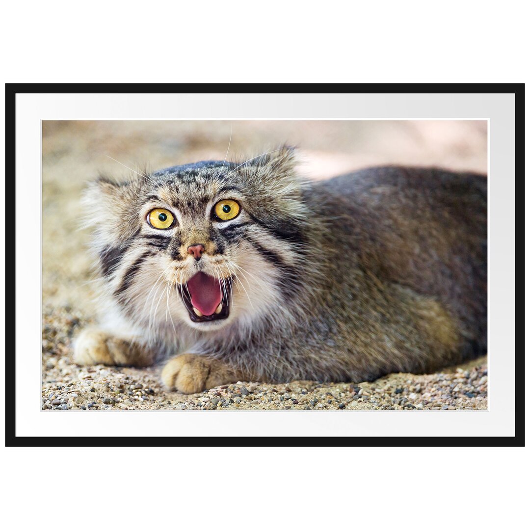 Schüchterner Manul Gerahmter Fotodruck Poster