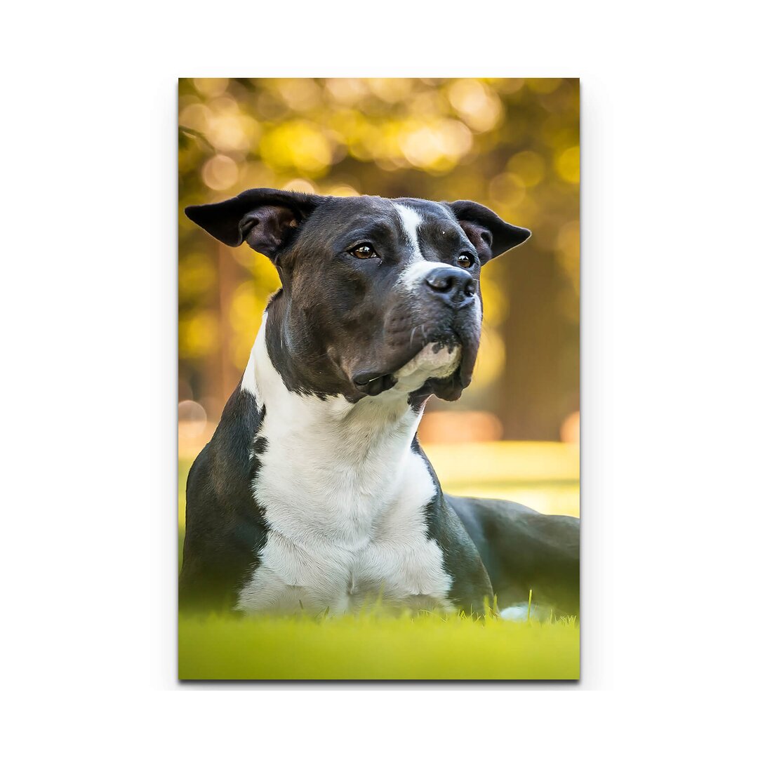 Leinwandbild American Staffordshire Terrier im Park