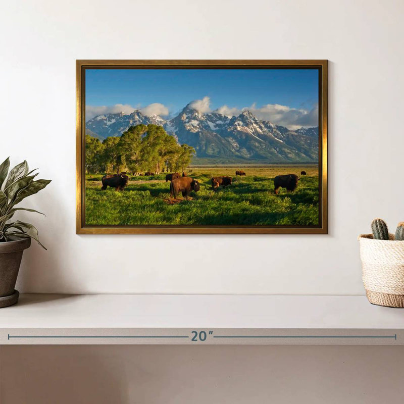 Bison de Grand Teton, Cadre flottant doré, 13 po x 9 po