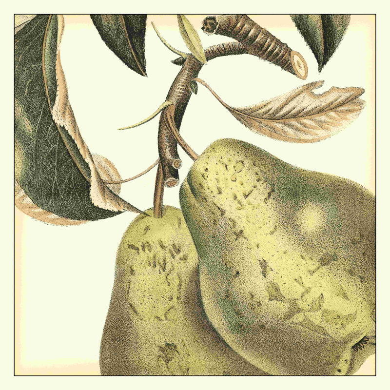 " Graphic Pear " by Vision Studio, 36" H x 36" W  