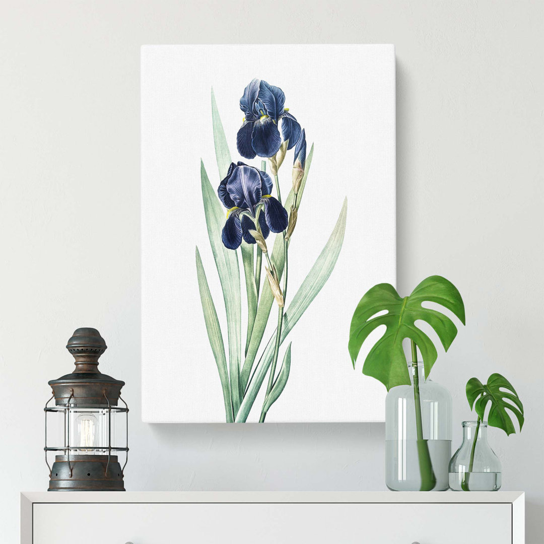 German Iris Flowers by Pierre-Joseph Redoute - Wrapped Canvas